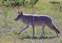 Canis latrans